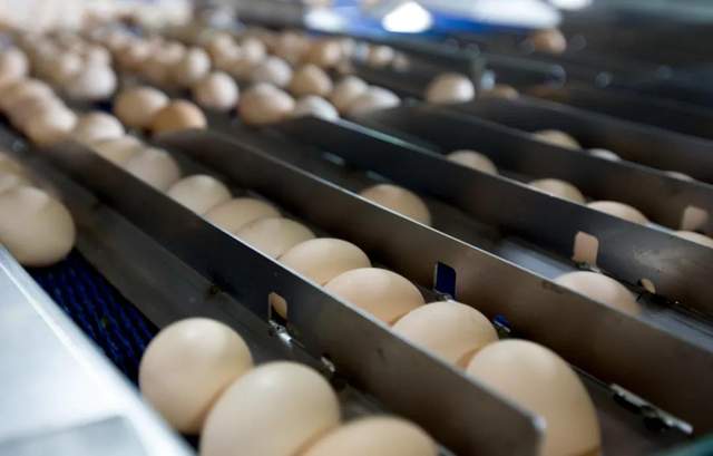 温氏食品联合天猫超市定制谷物鲜蛋,广州地区半日达,产地直供